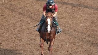 キーンセンスが日曜中京で初陣 松永幹師「(当週には)もっと良くなる」