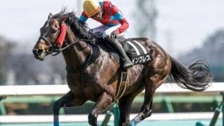 【新潟JS予想オッズ】インプレスが予想1番人気