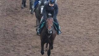 サウンドルチアの2023(サウンドムーブ)など、先週のゲート試験/栗東トレセンニュース