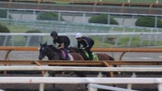 フェスティバルヒル、新潟2歳S1週前追い切り速報/栗東トレセンニュース