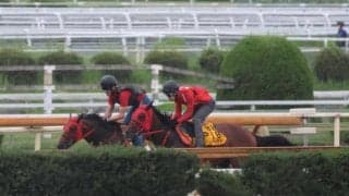 シランケド、新潟記念2週前追い切り速報/栗東トレセンニュース