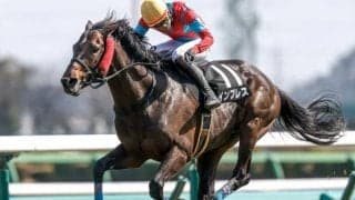 【新潟JS出走馬・騎手確定】インプレス＆小牧加矢太騎手、ヒートオンビート＆石神深一騎手など14頭