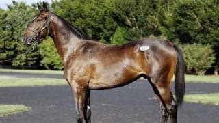 サマーセール2025の1日目が終了 総額12億超えで最高価格は3頭も