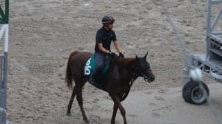 カヴェルナの2023(ドヴィーグラン)、先週のゲート試験/栗東トレセンニュース