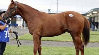 サマーセール2025の2日目が終了 総額14億で最高額はデクラレーションオブウォー産駒で3000万円