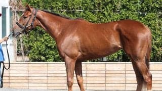 馬体派記者が「GIの頂に届きうる脚力の持ち主」と絶賛 新潟2歳Sで軸に抜擢したい一頭とは
