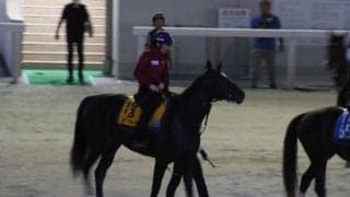 クイーンズウォーク、新潟記念1週前追い切り速報/栗東トレセンニュース