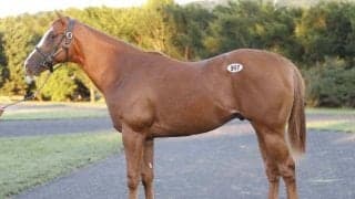 2025サマーセールの4日目は総額13億円超で終了 最高価格はベストウォーリア産駒の3600万円