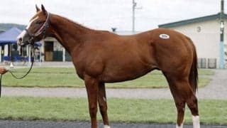 2025サマーセールの5日目は総額14億超で終了 最高価格はデクラレーションオブウォー産駒の5000万円