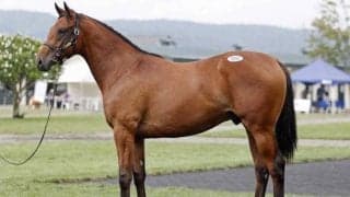 2025サマーセールの全日程が終了 6日間合計は76億5900万円でレコード