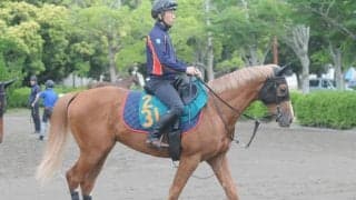 グランアレグリアの初仔 土曜新潟で初陣迎えるグランマエストロ/関東馬メイクデビュー情報