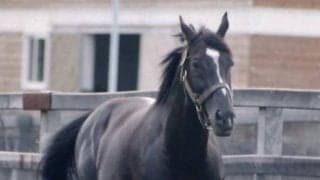 再注目されるサンデーサイレンス 近3年GI馬の約9割が血を継ぐ名種牡馬の影響を探る