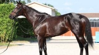 馬体派記者が「大型馬とは思えないほどに華麗」と絶賛 新潟記念で好走期待の実績馬とは