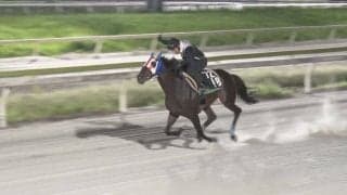 TCK所属ディクテオン、韓国コリアカップへ出走