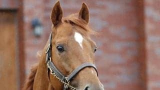 皐月賞馬ジオグリフが種牡馬生活へ 「父同様に多くの活躍馬を」