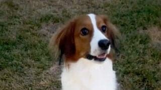 大谷翔平、愛犬デコピンの“2足立ち”を公開　つぶらな瞳…オフ恒例のSNS更新