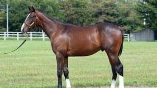 インゼル2025年募集馬ラインナップ発表…スマートレイアーの仔ら注目21頭