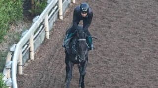 デビュー延期のキッコベッロ 日曜阪神で仕切り直しへ/関西馬メイクデビュー情報