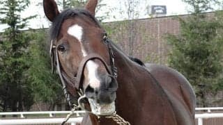 5番人気での重賞初制覇から四半世紀 ジャングルポケットの激走