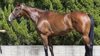 馬体派記者が「言うことがない」と絶賛 セントウルSで注目した仕上がり抜群の一頭とは