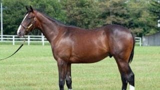 インゼルTCが25年度の募集馬発表 スマートレイアーの仔など多彩な顔ぶれ