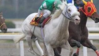 母は「白毛のアイドル」ユキチャン ルミテュットがデビューV狙う