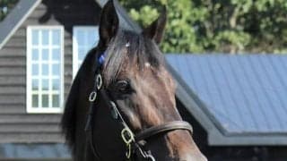 中内田充正厩舎の100万ドルホース マグナヴィクトルが新馬勝ちなるか