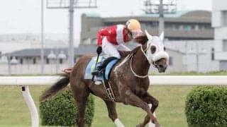 【川崎・若武者賞枠順】無傷3連勝中のスマトラフレイバーは1枠1番、川崎で2連勝中のクリムゾンプリンスは3枠3番