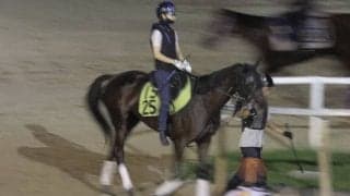 ジャンタルマンタルの半妹 ウンナターシャが仕切り直しの初陣へ/関西馬メイクデビュー情報