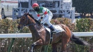 【先週のJRA抹消馬】ダービー馬の半弟ソルドラード、芝短距離で4勝のヤマニンアンフィルなど