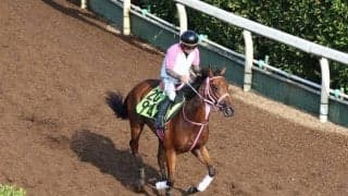 ビップアリスなど、先週の入厩情報/栗東トレセンニュース