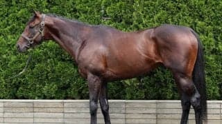 馬体派記者が「ジャイアントキリングの可能性十分」と期待 セントライト記念で前走14着から巻き返しへ