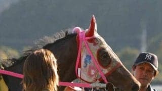 高知競馬場にハルウララの献花台設置 12日から14日まで