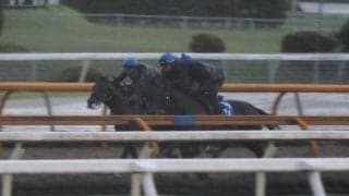 ライトトラック＆ショウヘイ、神戸新聞杯1週前追い切り速報/栗東トレセンニュース