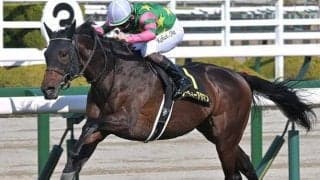 中山芝は前残りが顕著 単騎逃げジーティーアダマンの押し切りだ