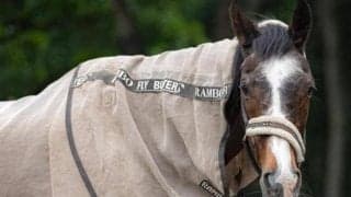 9月15日は「敬老の日」 名牝系の「祖」と呼ばれるウインドインハーヘアの功績