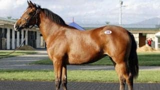 2025セプテンバーセールの1日目 最高価格は「ブロンシェダームの2024」で2200万円