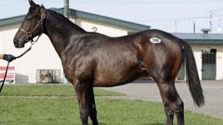 静内農業高校生産「ナリタトップスターの2024」は850万円で落札/セプテンバーセール