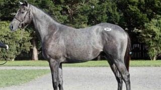 2025セプテンバーセールの2日目 最高価格は「ピッパレジーナの2024」で1600万円