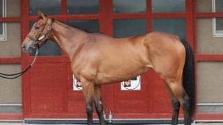 「適性、状態の両面で推せる1頭」と絶賛 馬体派記者がオールカマーで推したのは