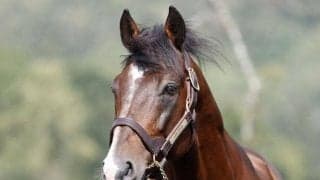 良血ルペルカーリアが種牡馬入り 21年京都新聞杯で逃げ粘り2着