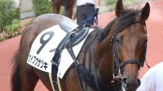 福岡ソフトバンクホークス・柳田悠岐選手 セイフウサツキで馬主2勝目なるか