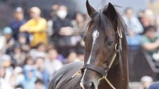 GI・3勝馬タイトルホルダーの展示会が21日札幌競馬場で開催 ファンと再会果たす