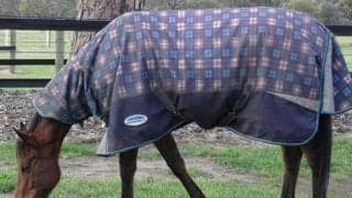 今年は“3頭目”の正直なるか スプリンターズSに参戦した香港の「ラッキー」たち