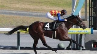 【シリウスS予想オッズ】テーオーパスワードが予想1番人気