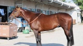 「昨年のような負け方はしない」 スプリンターズSで期待する一頭は