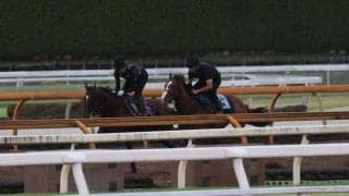 アドマイヤズーム、スワンS2週前追い切り速報/栗東トレセンニュース