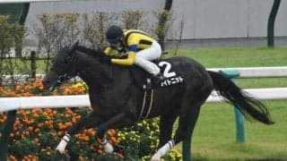 【シリウスS予想】下半期のダート戦線占うハンデ重賞 スタミナ、底力が求められるコース