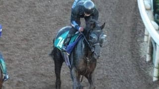 ベレシートなど、先週の入厩情報/栗東トレセンニュース