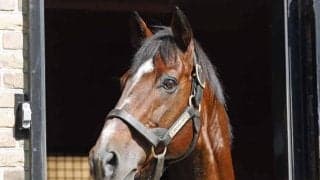 トランセンドが種牡馬引退 余生過ごすyogiboヴェルサイユリゾートファームに到着